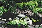 West Van Natural Pond Landscape